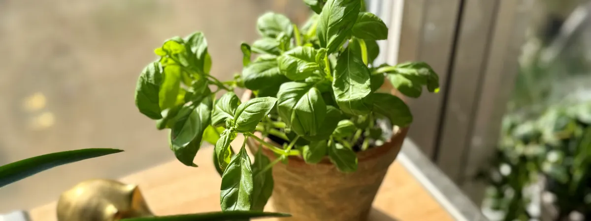 basil in a flowerpot on a windowsill 