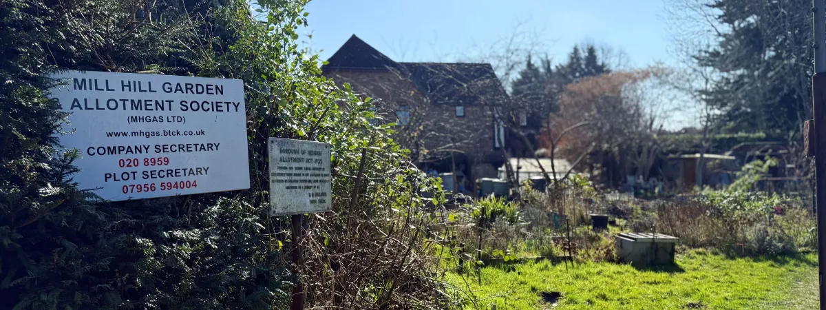 Mill Hill Allotments